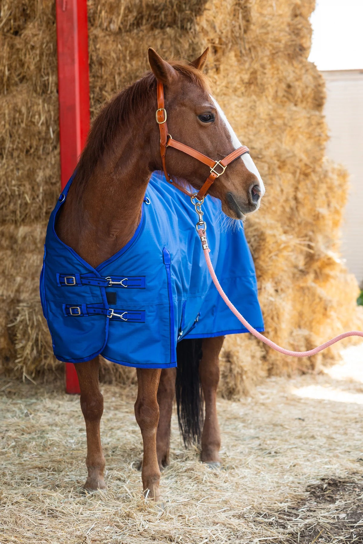 Chestnut horse in a bright blue turnout blanket, front view of the chest buckles, standing on straw before stacked hay bales