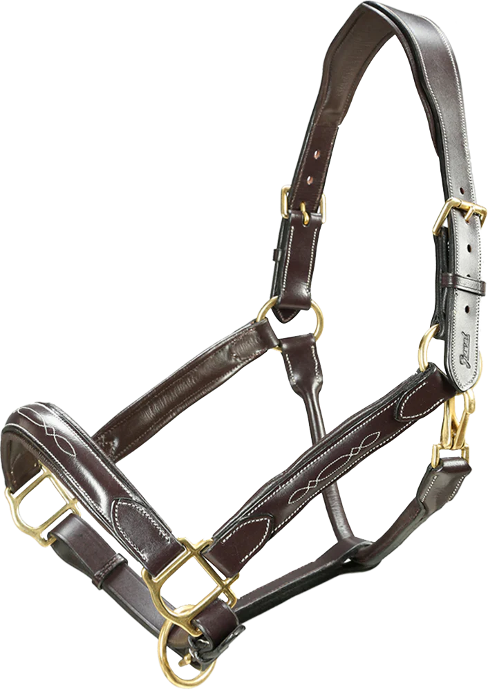 Dark brown leather horse halter on white with gold-colored buckles, decorative stitching and a raised noseband