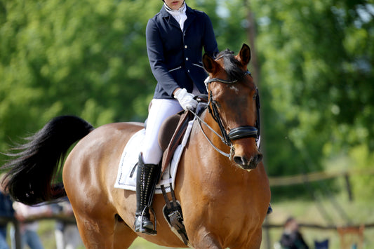 Horse in movement during English show day turnout