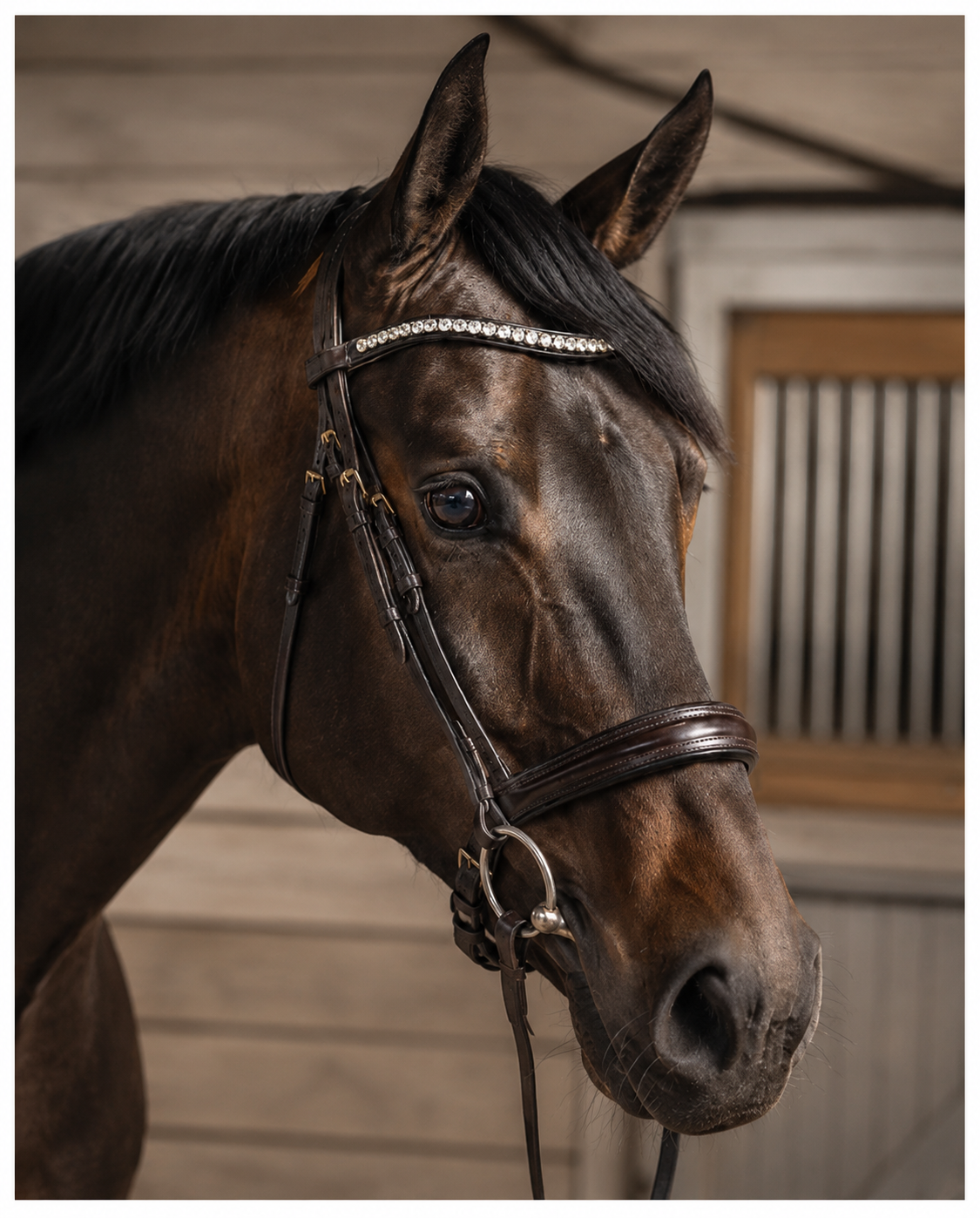 Dark horse wearing a leather bridle with a rhinestone browband in low light