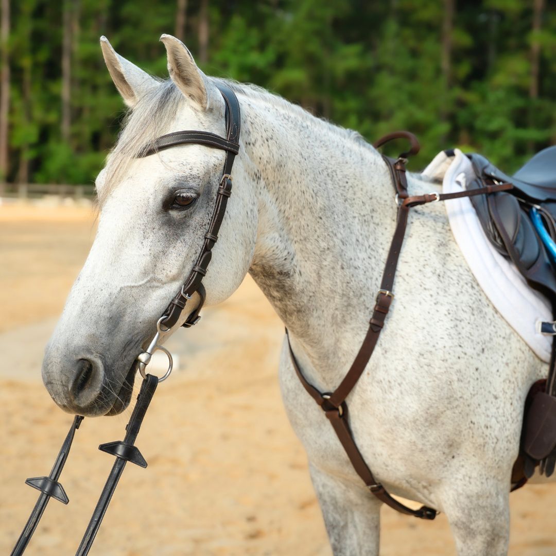Brown breastplate and bridle on a gray horse in a sand arena, three quarter view
