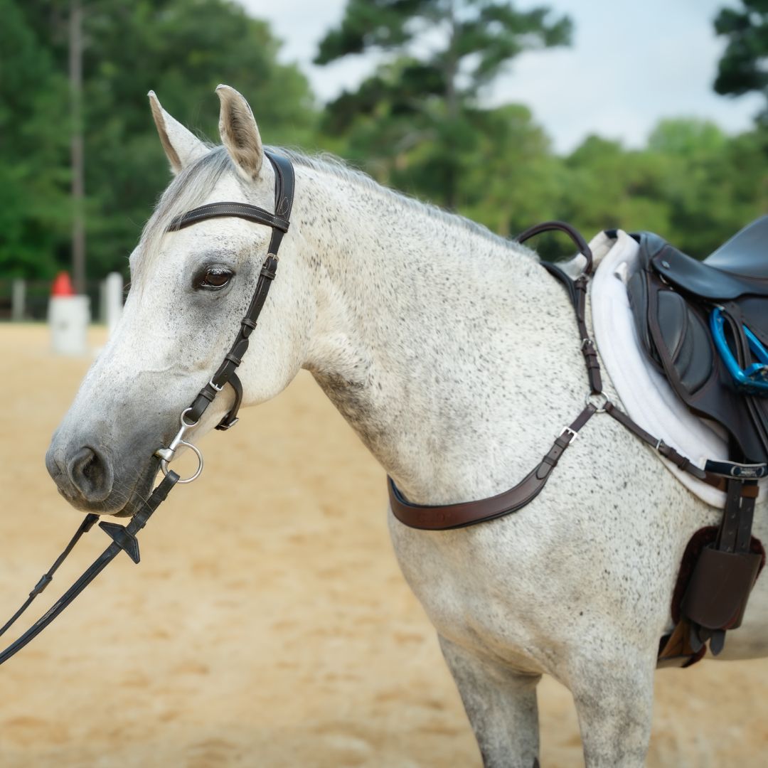 Brown breastplate on a gray horse wearing a bridle, three-quarter view in an outdoor arena