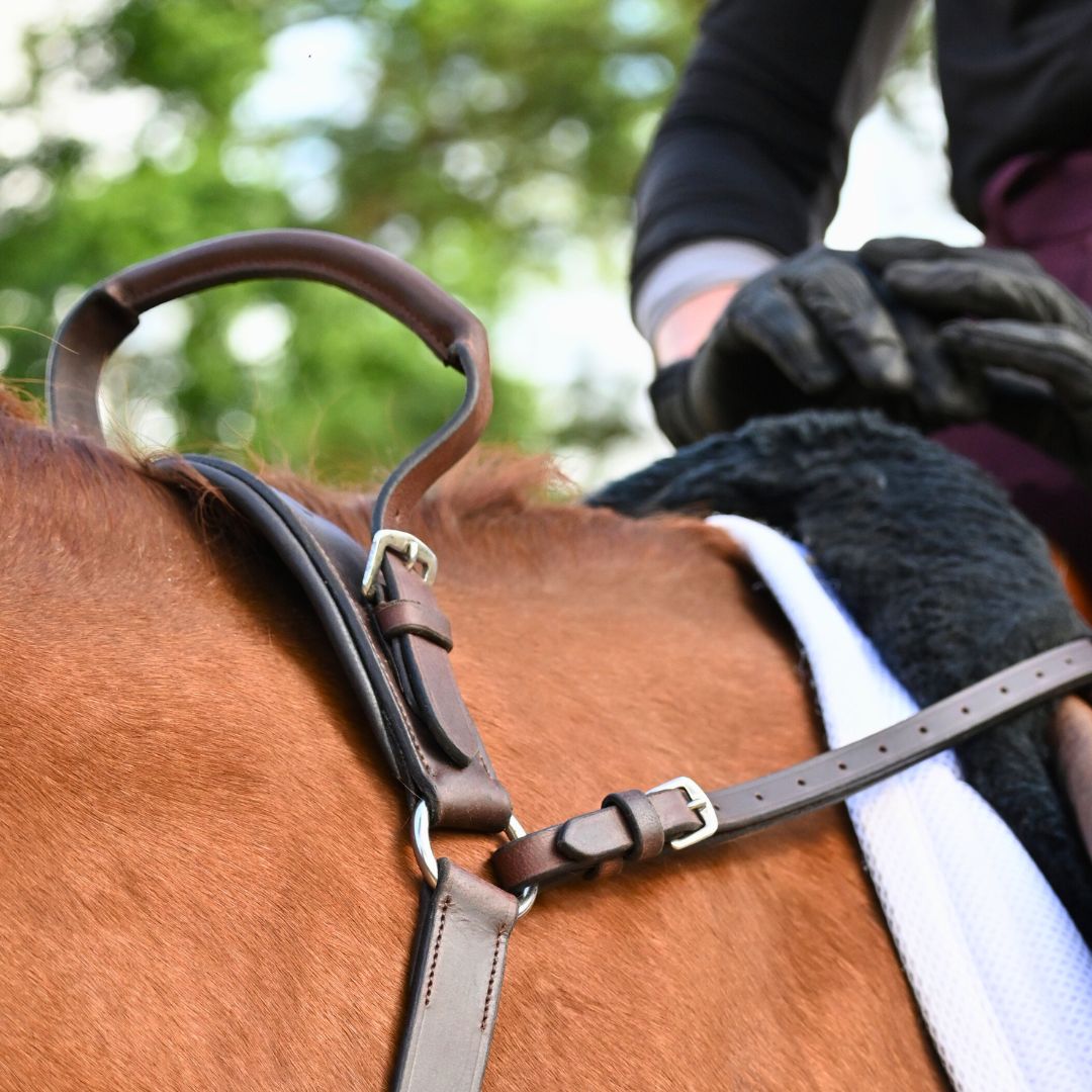 Close view of a padded leather handle and buckled straps at the withers of a chestnut horse