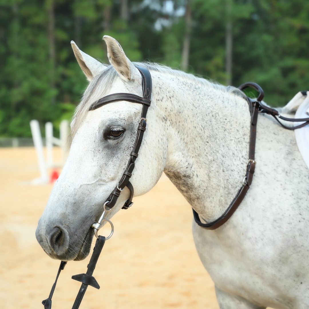 Gray horse wearing a dark brown neck strap and bridle in a sand arena, head and neck view