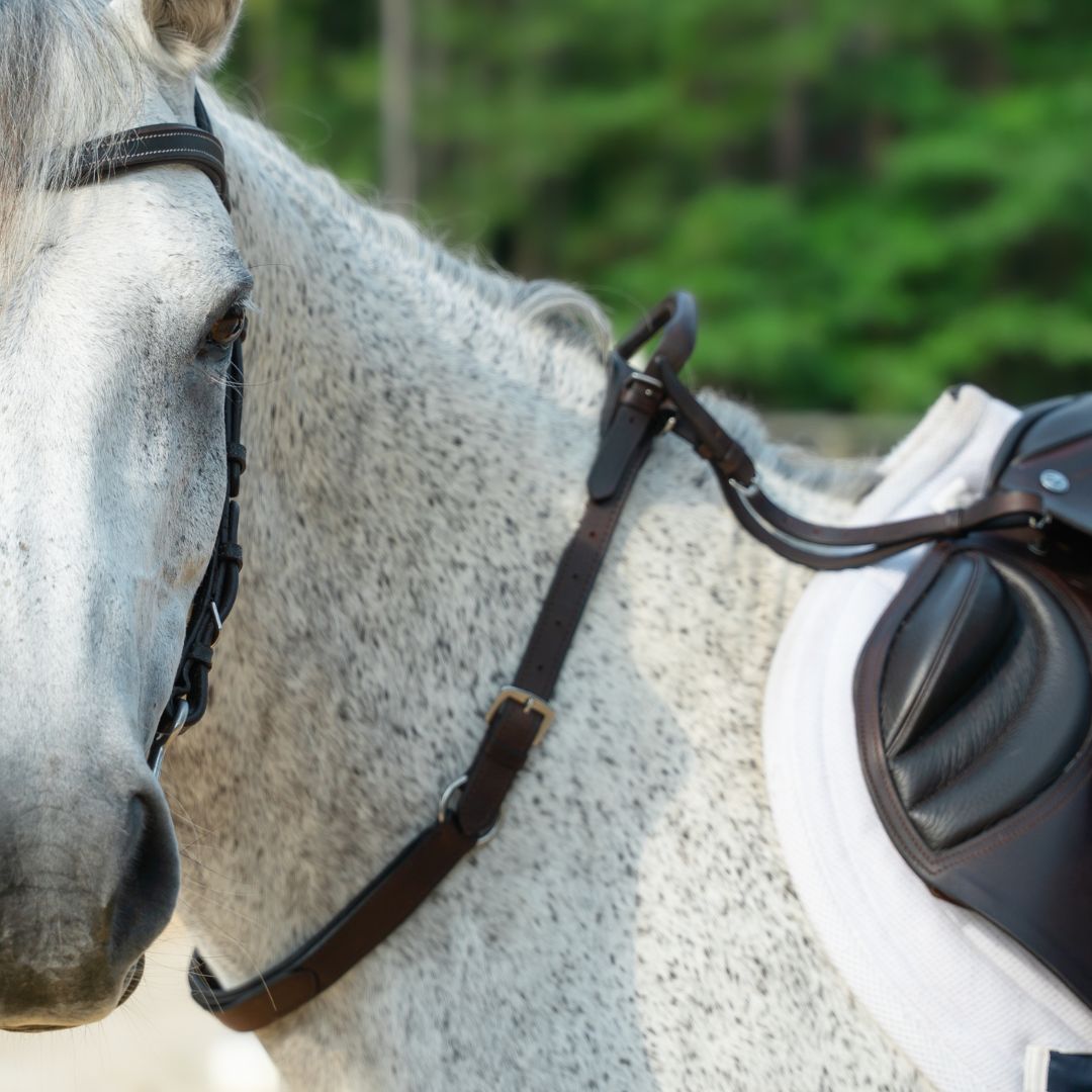 Side view of a dark brown neck strap running from a gray horse's withers to the chest