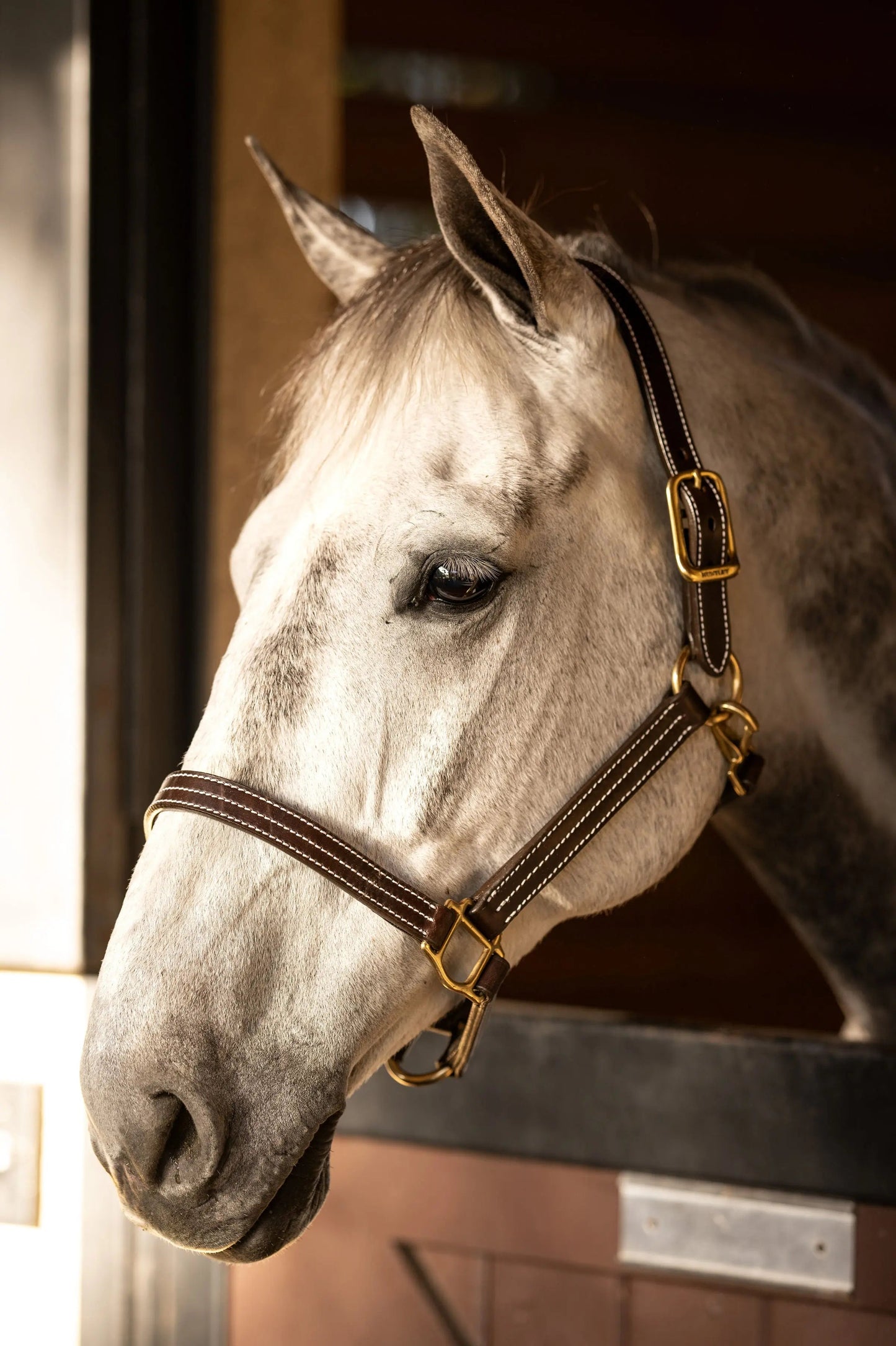 classic equestrian halter premium leather for turnout and stable