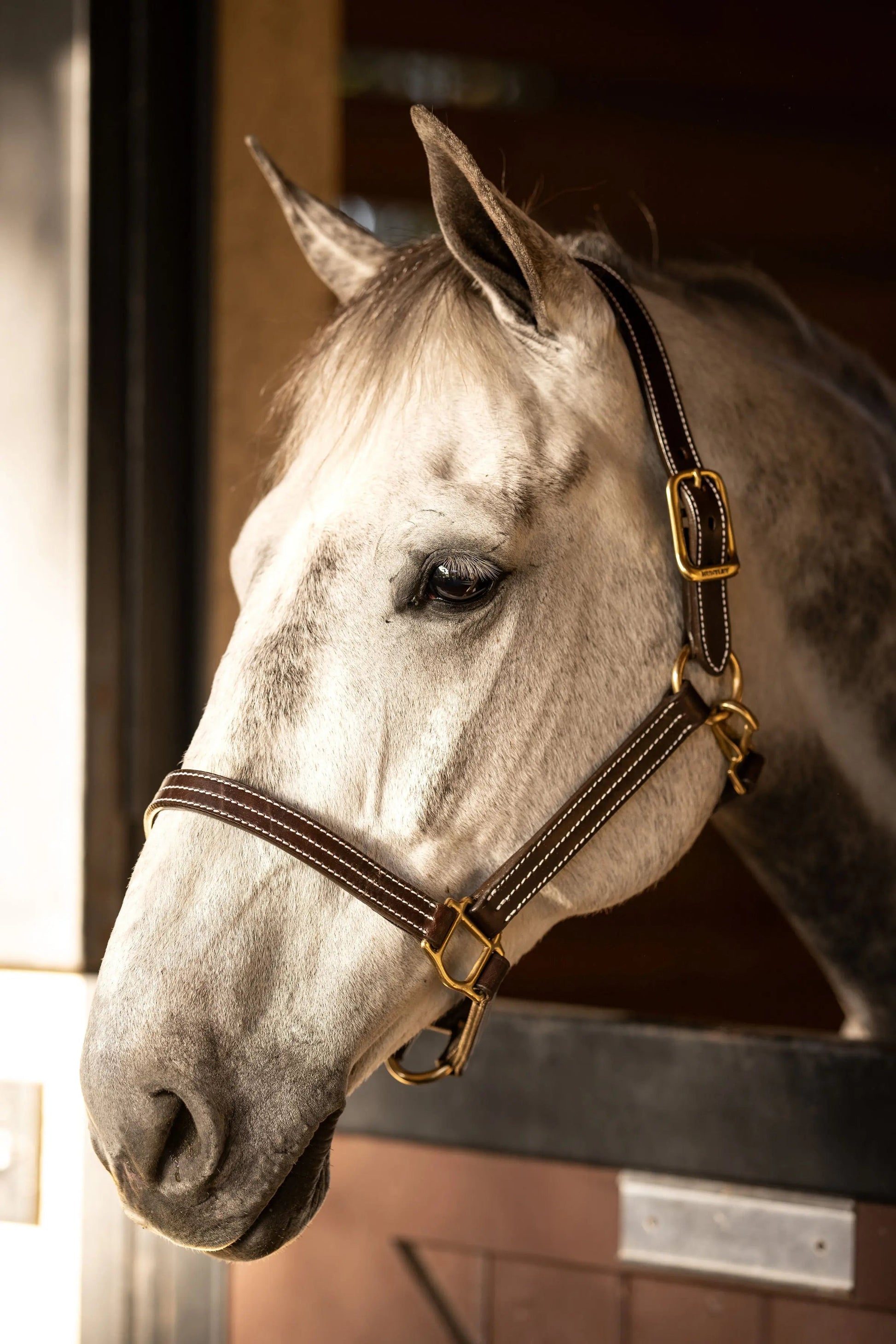 classic equestrian halter premium leather for turnout and stable