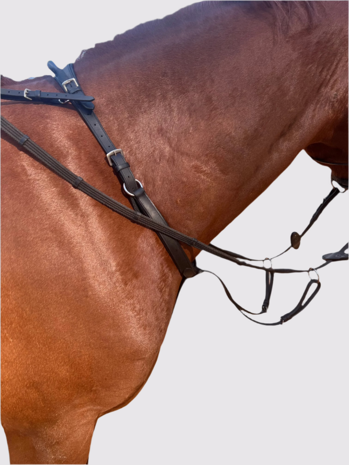 Running martingale attached to a neck strap on a chestnut horse, side view of the neck and chest
