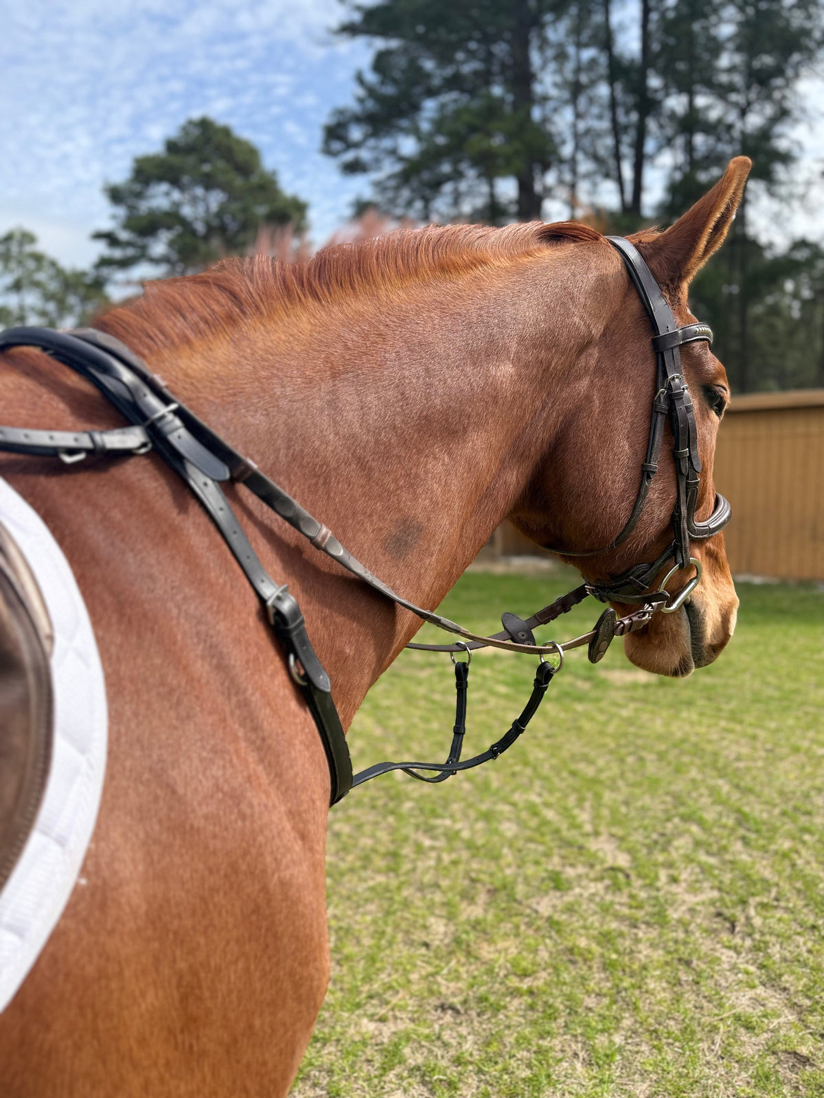 Chestnut horse outdoors wearing a bridle, neck strap and running martingale, side view